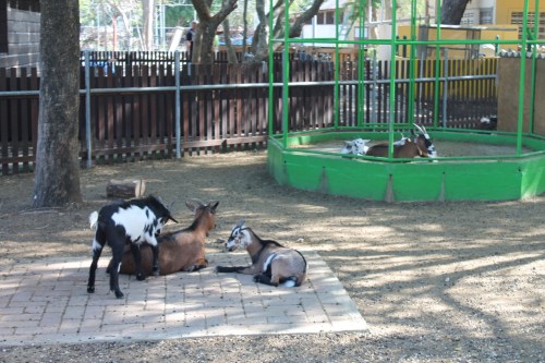 Reopening of Curaçao Zoo Postponed Until January
