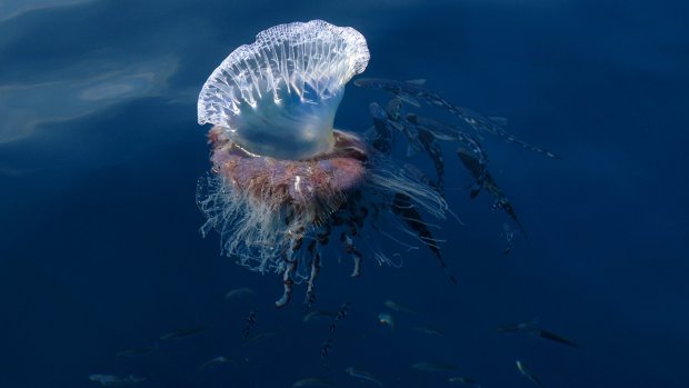 People visiting beaches on the southern part of the island should be aware of the presence of Portuguese Man o' War