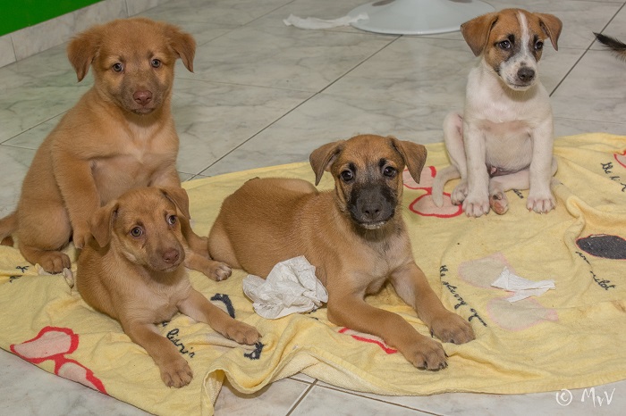 Curaçao Animal Rights Foundation commemorates its 12-year anniversary