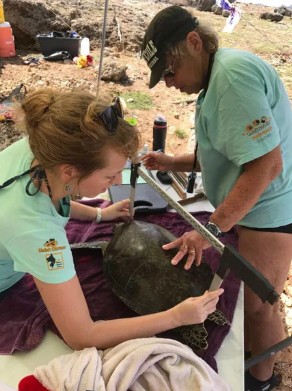 Eighteen Rescued Green Sea Turtles to Be Released Back into the Ocean