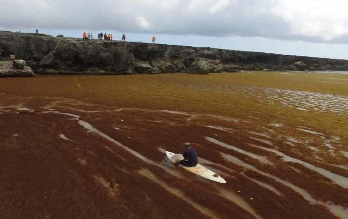 Research to Assess Sargassum Impact in Curaçao’s Waters