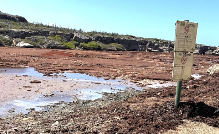 Cleanup of Sargassum Begins at Boka Ascension