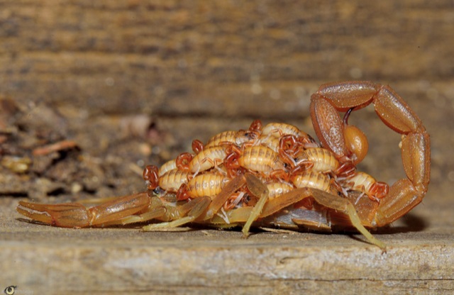 First Survey of Arachnids (such as spiders and scorpions) on ABC Islands in over 100 years