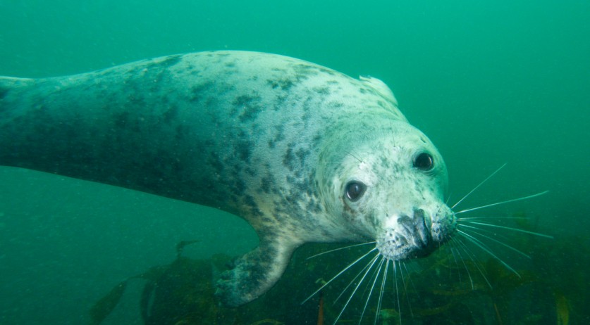 More seals entangled in plastic waste in Netherlands