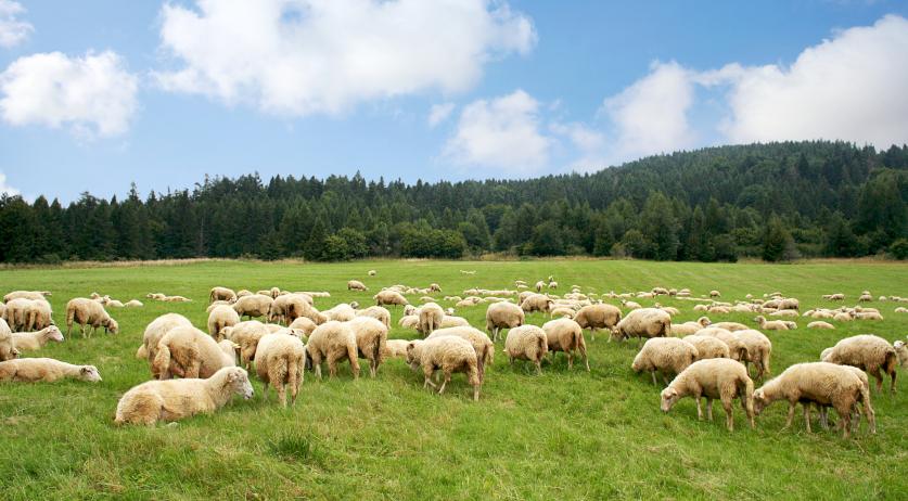 China stops buying Dutch lamb, beef over bluetongue concerns