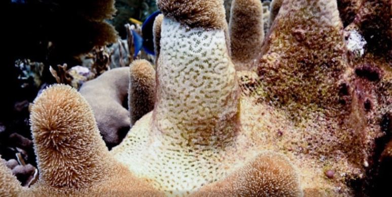 Reef Renewal Foundation Curacao receives donations from Kooyman and MCB Bank to support coral conservation efforts