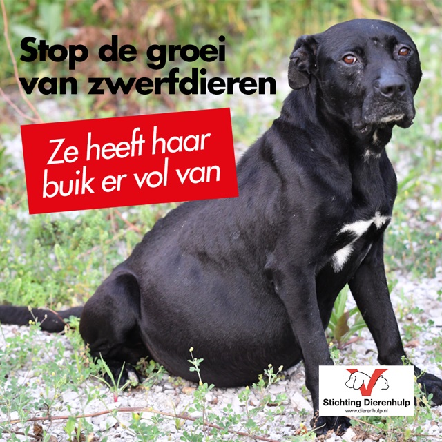 Animal Care Foundation carries out more than 1,400 free sterilizations