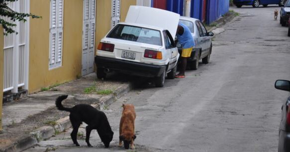 Nearly 28% of Households in Curaçao Report Issues with Stray Dogs