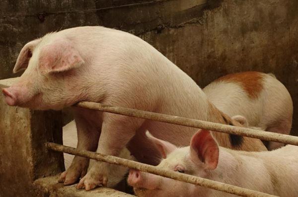 U.S., Canada, Mexico work to prevent swine fever reaching region