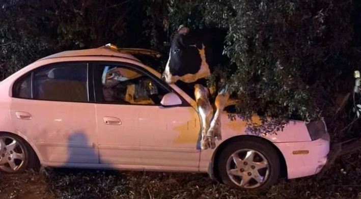 17 traffic deaths in 2019