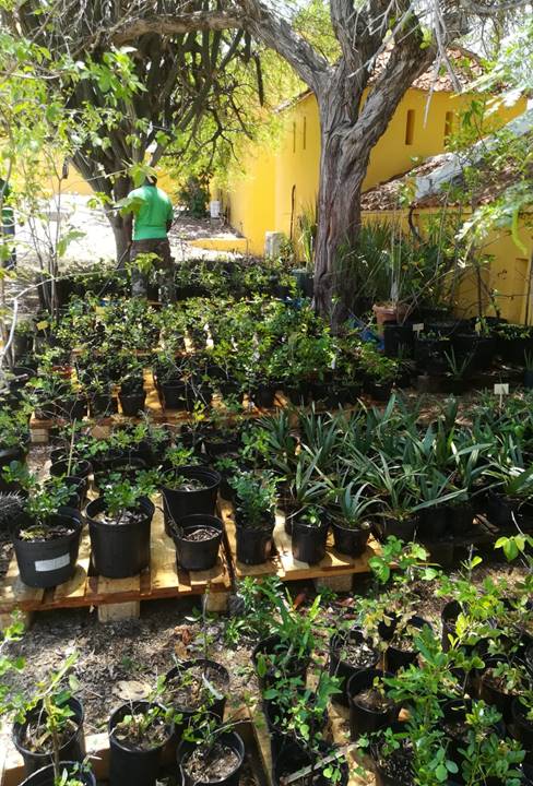 Planting trees and a clean nest: two projects Cura Doet in the national parks