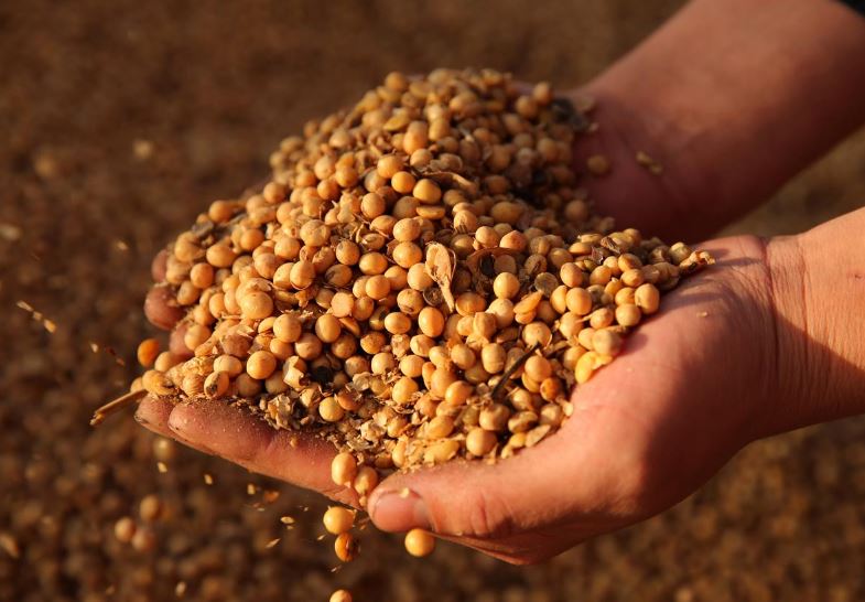 China buys about 10 cargoes of U.S. soybeans after trade talks