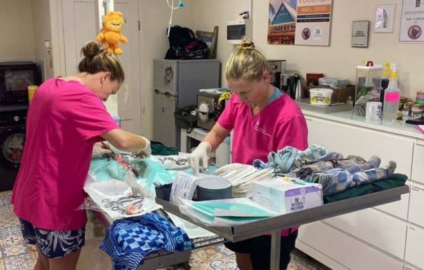 Kitten Rescue Foundation launches new sterilization project with Dutch vets