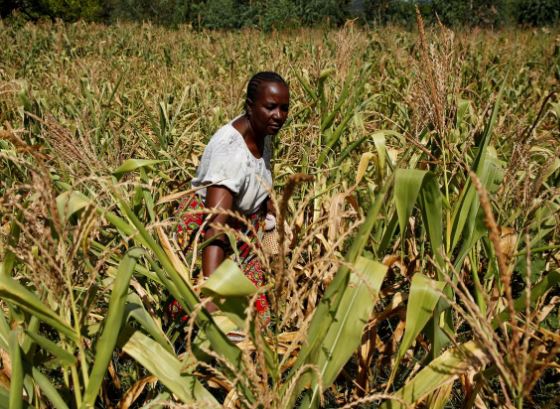U.N. to deliver food aid to 4.1 million in Zimbabwe, fears 'major crisis'