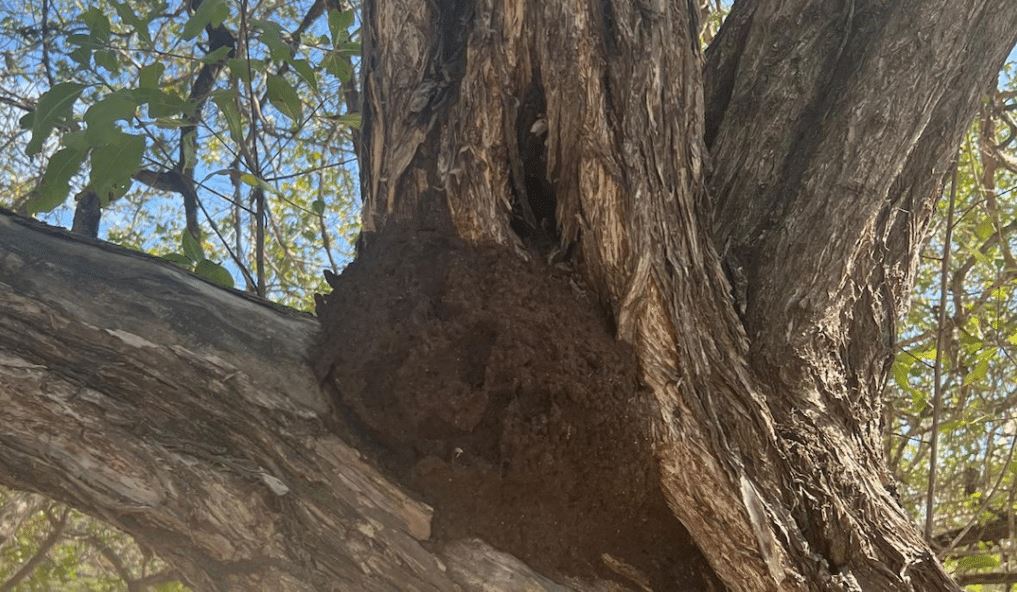 Playa Kenepa Grandi temporarily closed due to termite infestation