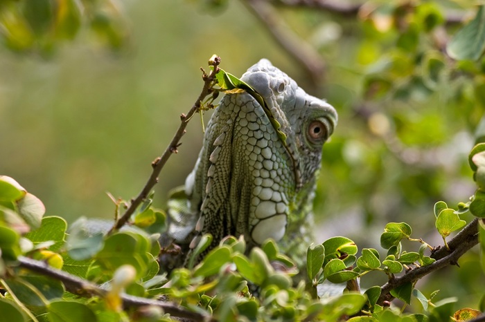 Curaçao Marks International Lizard Day with Spotlight on Island’s ‘Scaly Heroes’